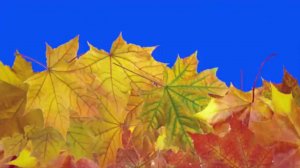 Футаж осень листья падают, овощи переход #1 hd Footage Transitions Swipe Fall free download