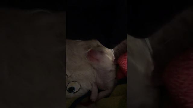 Вот как выглядят щенки Новорождённые Бишон Фризе )))