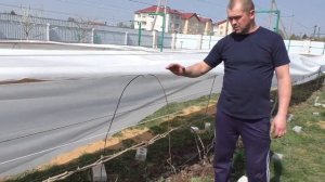 Виноград. Раскрытие винограда  . Весна 2019г.