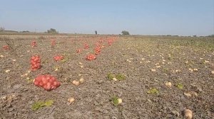 Честный обзор новых сортов тыквы.