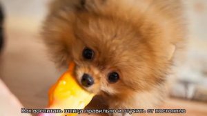 Дрессировка шпица в домашних условиях для начинающих