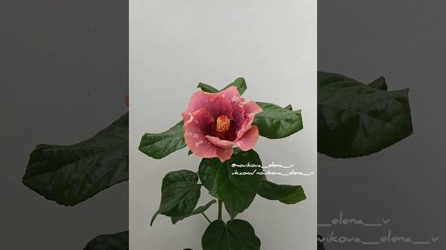 Сортовой гибискус Chris' Purple Stardust hibiscus