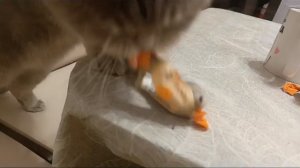 Кот забрал конфету