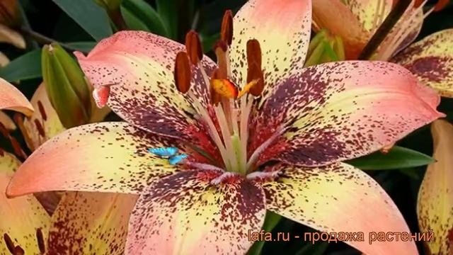 Лилия азиатская (lilium asiatic tribal dance) ? азиатская лилия обзор: как сажать, луковицы лилии смотреть онлайн