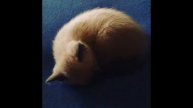 ОЧЕНЬ МИЛЫЙ КОТЕНОК - Tyson