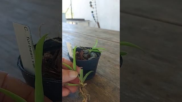 comprei 1 seedling de cattleya forbesii mas vieram 2 смотреть онлайн