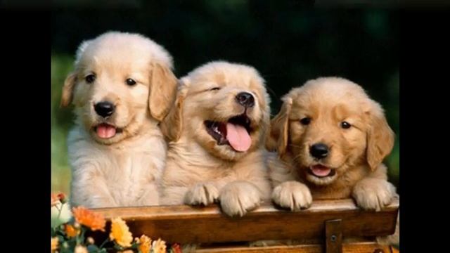 сухой корм эукануба для собак