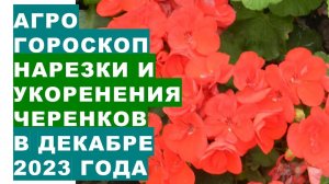 Агрогороскоп нарезки и укоренения черенков в декабре 2023 Rooting of plant cuttings in December 2023