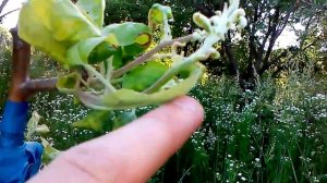 Прививка поздней яблони на дикую яблоню!