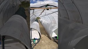 Для успешного черенкования туи смарагд в Подмосковье используем балаган , а в него ставим парники.