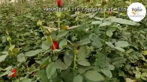 Excellent results of Vasumitra products on Flower quality and bud size in Rose Plant