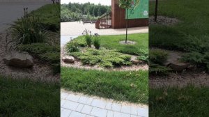 Клумбы из многолетников. Примеры композиций.