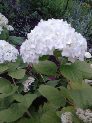 Осенний сад