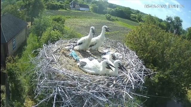 ОБІД ПТАШЕНЯТ ЛЕЛЕКА БІЛИЙ ПАРК ПИРЯТИНСЬКИЙ УКРАЇНА 5-6-23-CHICKS WHITE STORK PYRYATINSKY PARK UKR