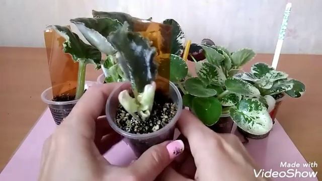 "Детки" пестролистных фиалок смотреть онлайн