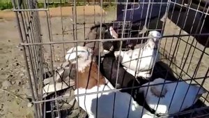 ПТИЧИЙ РЫНОК В МАЛОЯРОСЛАВЦЕ/новая молодёжь/птенцы за небольшие деньги!