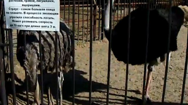 Страусы смотреть онлайн