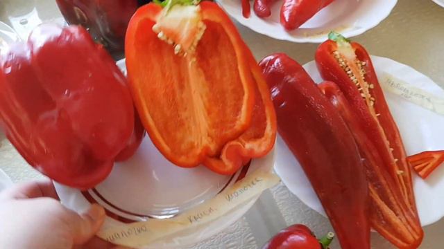 Дегустация перца. Забор тут тоже есть. смотреть онлайн