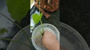 ആന്തൂറിയം  പരിപാലനം /how to care anthurium?