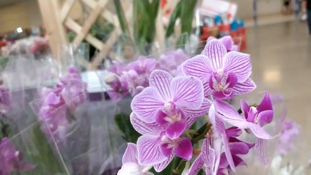 Обзор орхидей  30  июля 2020 АШАН Воронеж смотреть онлайн