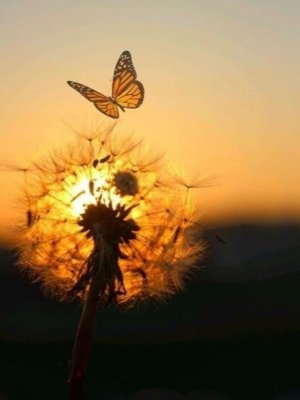 Добрый вечер, дорогой мой человек! Вечерний позитивчик