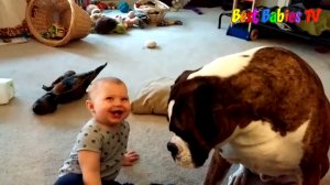 Cute Baby and Boxer Dog Compilation