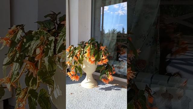 Бегония ампельная.лососевая