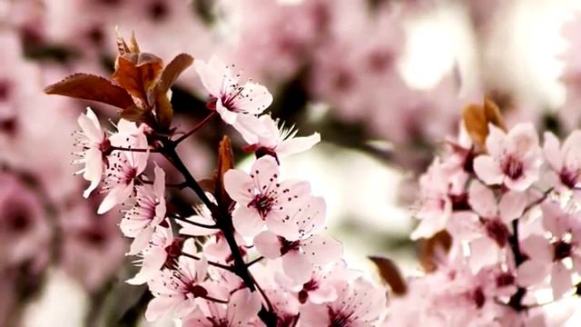 Сакура релакс.