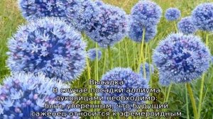 Лук декоративный — посадка и выращивание