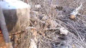 Проверка капканов, мордушек на ондатру.