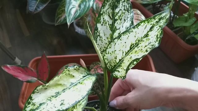 Обзор в июне?АГЛАОНЕМЫ и АЛОКАЗИЯ?Размножаю и омолаживаю Просперити?Почему ароидным не надо цвести смотреть онлайн