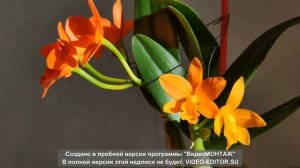 КАТТЛЕЯ: путь от подростка до цветения за 5 минут. BLC Young-Min Orange Golden Satisfaction.