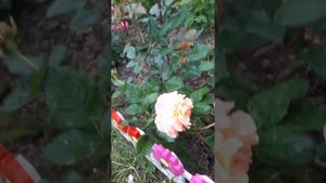 Цветение роз Иоганн Гете, Аскот, Августа Луиза, Леонардо да Винчи, Charming пиано - лето 2022