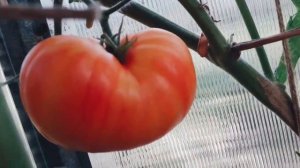 Сорт томата Большая желтая Зебра! Обзор томата