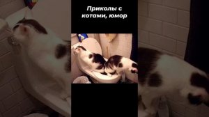 Смешные коты, веселая подборка для поднятия настроения