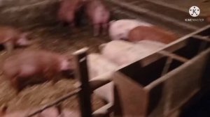 Перевели Свиней На Свои Места