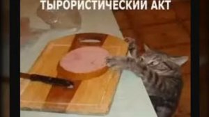 Прикольные картинки с кошками