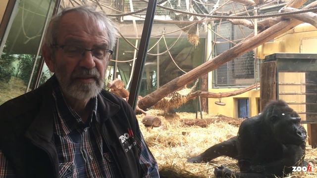 Zoo-Geschichten von Robert Zingg: Gorilla смотреть онлайн