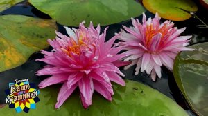 Нимфея Jakkapan (Джаккапан) кувшинка, waterlily, водные растения, пруд