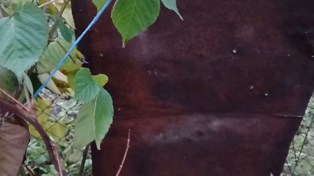 Курица от А до Я. Кто-то задавил петушка. смотреть онлайн