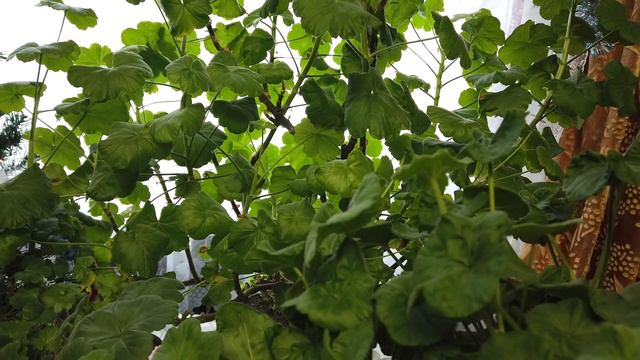 Жизнь в деревне зимой. Мои любимые цветы герани. смотреть онлайн