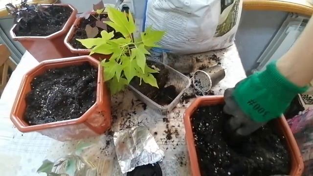 Ипомея батат. ч.5. Посадка в кашпо. 4 лучших декоративных сорта.