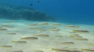 Mullus barbatus - Salmontes en Tossa de Mar