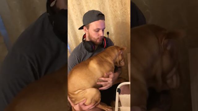 У папы на ручках👼🏻 Жизнь Шарпея (sharpei) смотреть онлайн