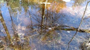 Красивое отражение деревьев в воде, зеркальная вода, Birches are reflected in a water