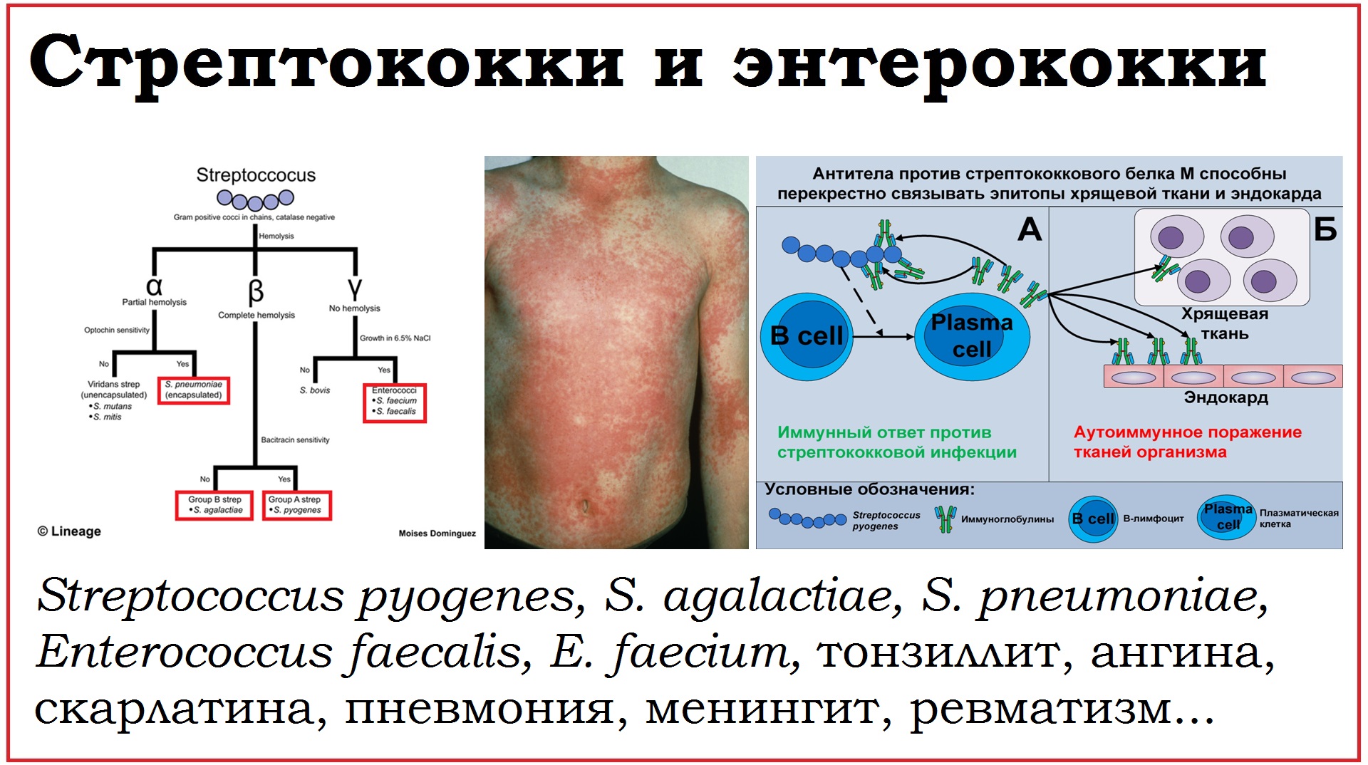 21. Клинически значимые бактерии родов Streptococcus и Enterococcus