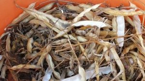 УБОРКА КУСТОВОЙ ФАСОЛИ.