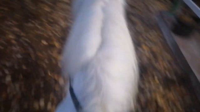 мини-влог +тренеровка ЦКСК Александрова Дача смотреть онлайн