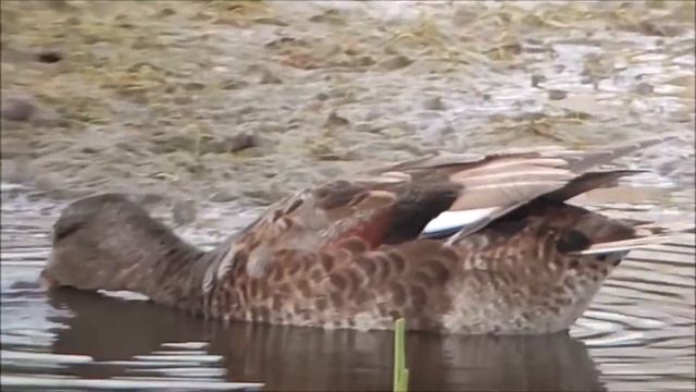 Серая утка лат Mareca strepera смотреть онлайн