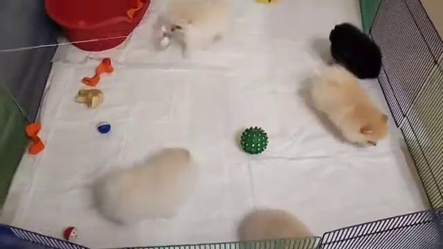 померанский шпиц мальчики